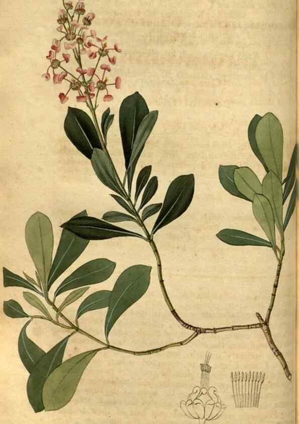 Reproducción/Reproduction 35207333666: Curtis's botanical magazine.. London ; New York [etc.] :Academic Press [etc.]