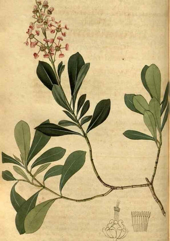 Reproducción/Reproduction 35207333666: Curtis's botanical magazine.. London ; New York [etc.] :Academic Press [etc.]