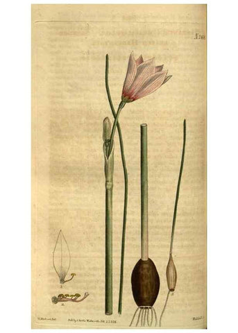 Reproducción/Reproduction 35207338436: Curtis's botanical magazine.. London ; New York [etc.] :Academic Press [etc.]