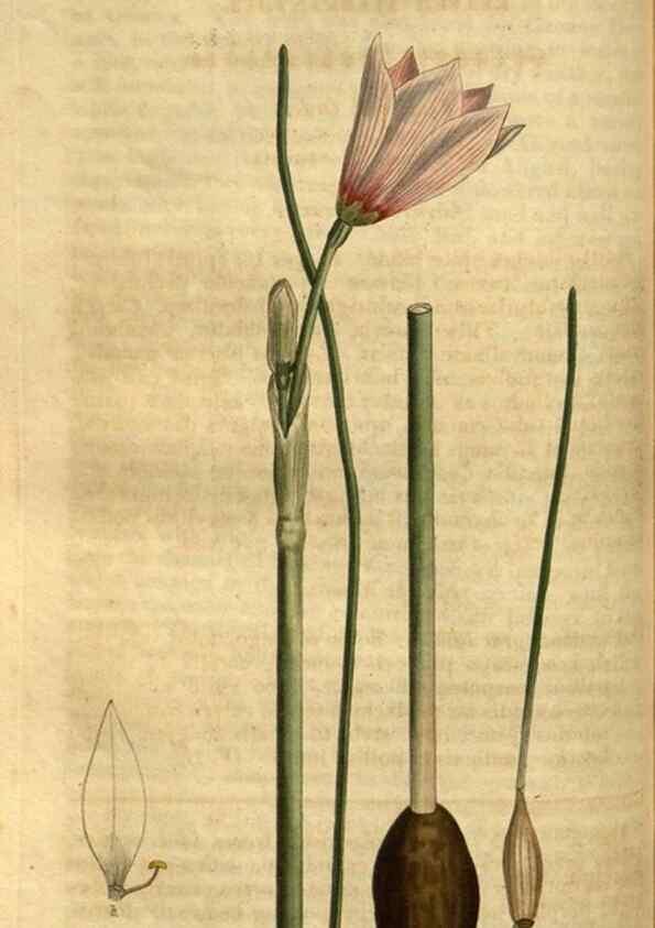 Reproducción/Reproduction 35207338436: Curtis's botanical magazine.. London ; New York [etc.] :Academic Press [etc.]