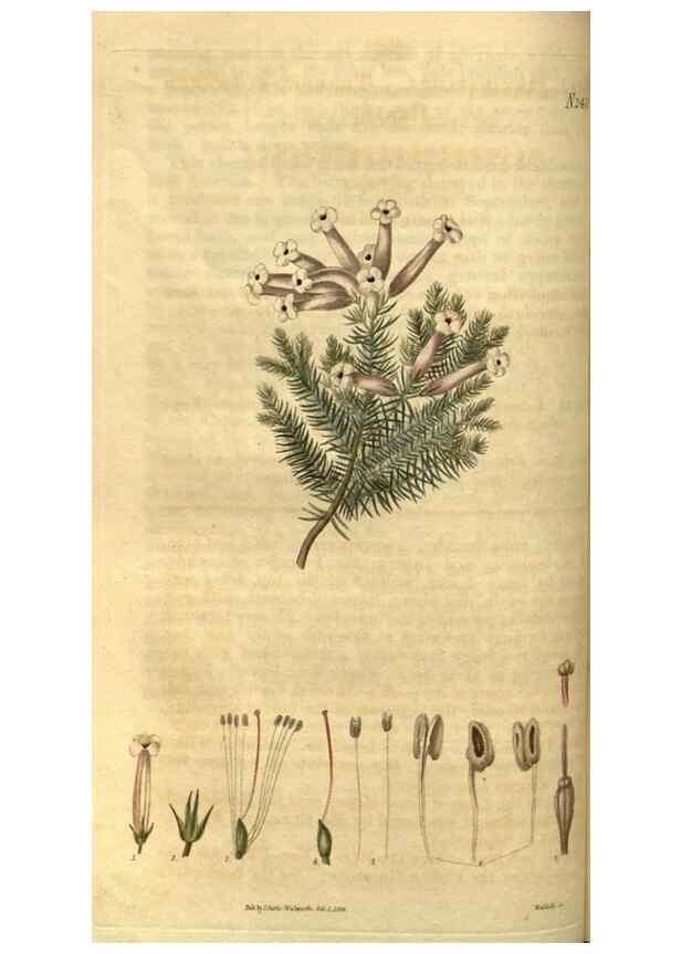 Reproducción/Reproduction 34438374383: Curtis's botanical magazine.. London ; New York [etc.] :Academic Press [etc.]