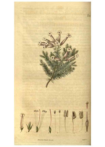Reproducción/Reproduction 34438374383: Curtis's botanical magazine.. London ; New York [etc.] :Academic Press [etc.]