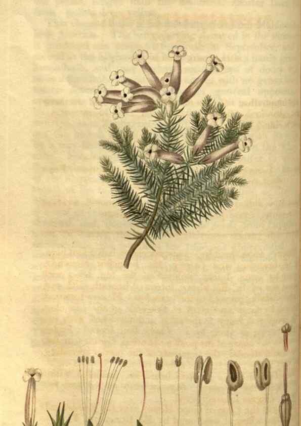 Reproducción/Reproduction 34438374383: Curtis's botanical magazine.. London ; New York [etc.] :Academic Press [etc.]