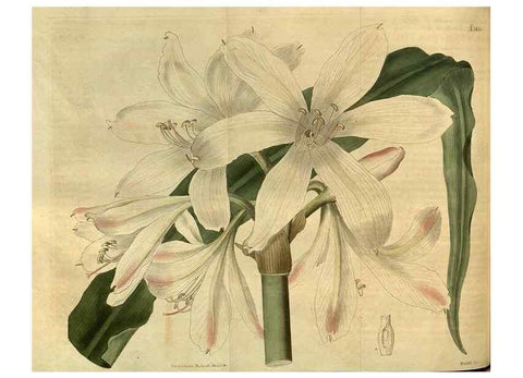 Reproducción/Reproduction 34438375363: Curtis's botanical magazine.. London ; New York [etc.] :Academic Press [etc.]