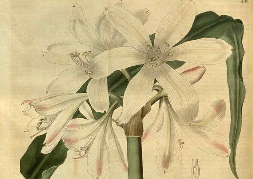 Reproducción/Reproduction 34438375363: Curtis's botanical magazine.. London ; New York [etc.] :Academic Press [etc.]