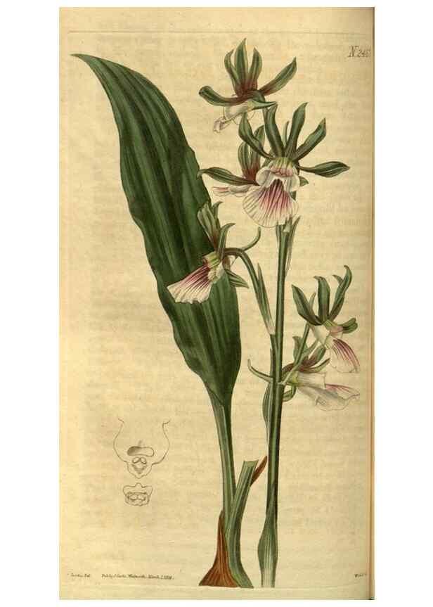 Reproducción/Reproduction 34438377743: Curtis's botanical magazine.. London ; New York [etc.] :Academic Press [etc.]