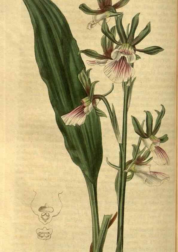 Reproducción/Reproduction 34438377743: Curtis's botanical magazine.. London ; New York [etc.] :Academic Press [etc.]