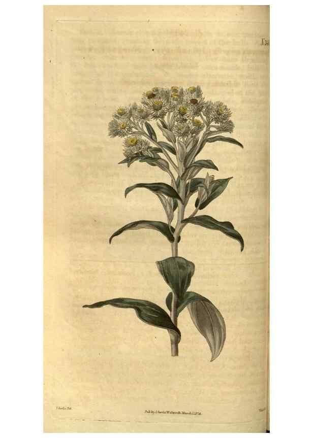 Reproducción/Reproduction 34438379803: Curtis's botanical magazine.. London ; New York [etc.] :Academic Press [etc.]