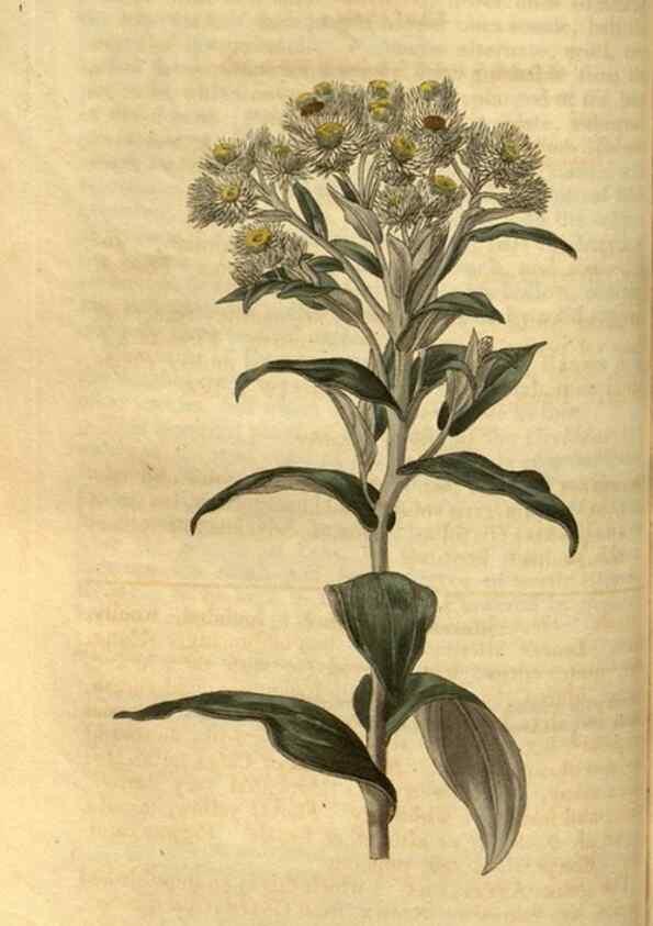 Reproducción/Reproduction 34438379803: Curtis's botanical magazine.. London ; New York [etc.] :Academic Press [etc.]