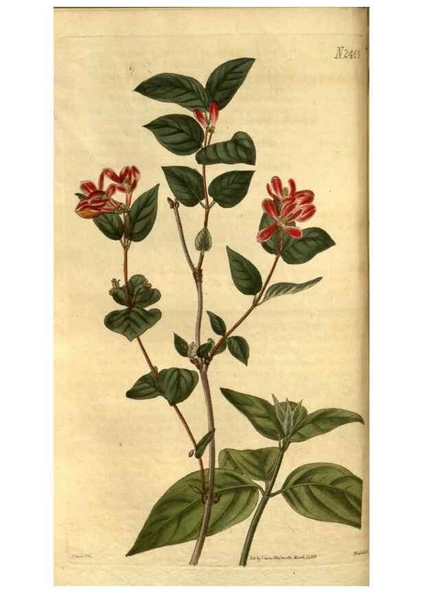 Reproducción/Reproduction 34403440204: Curtis's botanical magazine.. London ; New York [etc.] :Academic Press [etc.]