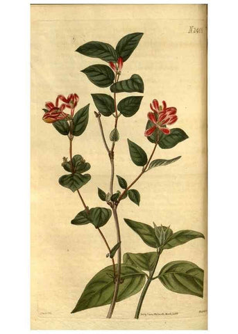 Reproducción/Reproduction 34403440204: Curtis's botanical magazine.. London ; New York [etc.] :Academic Press [etc.]