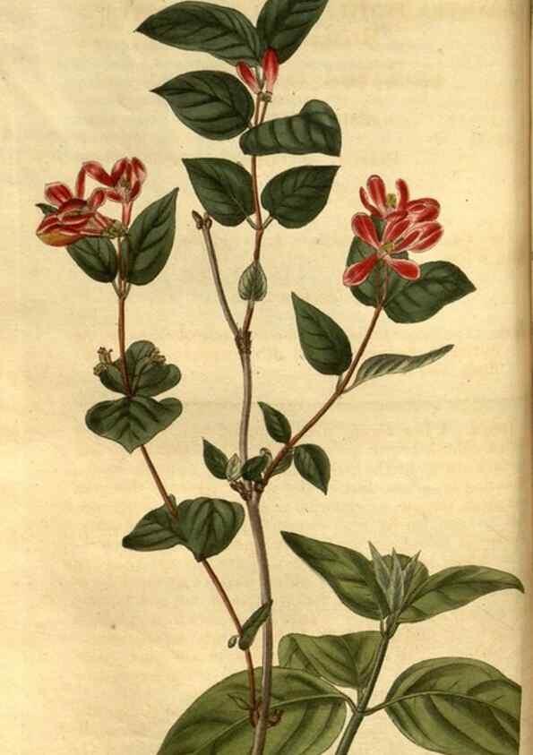Reproducción/Reproduction 34403440204: Curtis's botanical magazine.. London ; New York [etc.] :Academic Press [etc.]