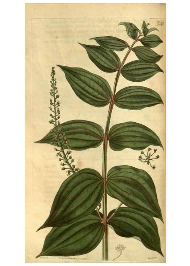 Reproducción/Reproduction 34403442444: Curtis's botanical magazine.. London ; New York [etc.] :Academic Press [etc.]