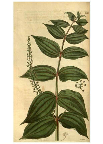 Reproducción/Reproduction 34403442444: Curtis's botanical magazine.. London ; New York [etc.] :Academic Press [etc.]