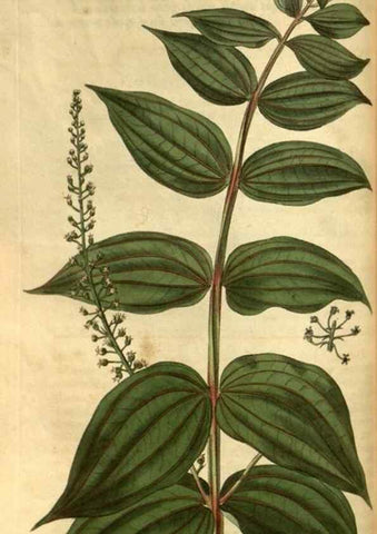Reproducción/Reproduction 34403442444: Curtis's botanical magazine.. London ; New York [etc.] :Academic Press [etc.]
