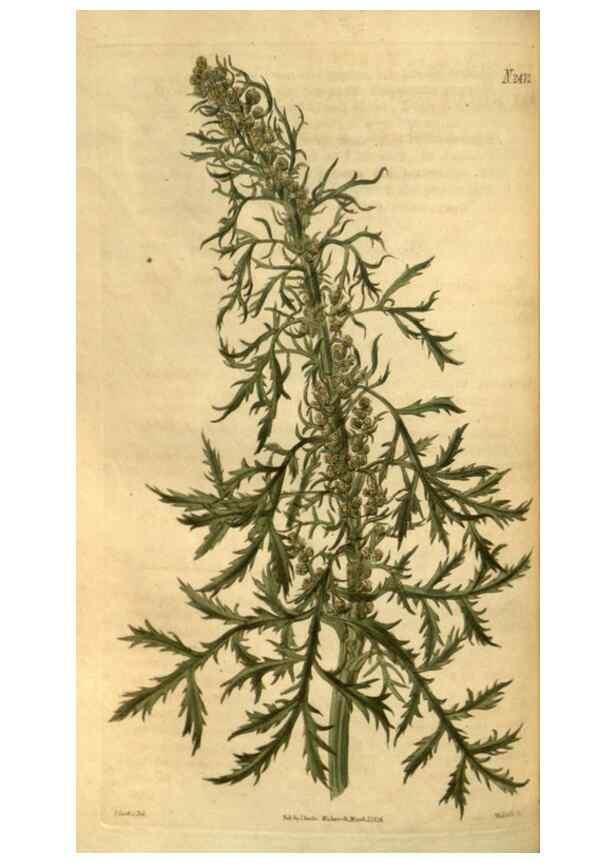 Reproducción/Reproduction 34403448464: Curtis's botanical magazine.. London ; New York [etc.] :Academic Press [etc.]