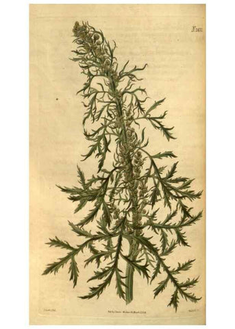 Reproducción/Reproduction 34403448464: Curtis's botanical magazine.. London ; New York [etc.] :Academic Press [etc.]