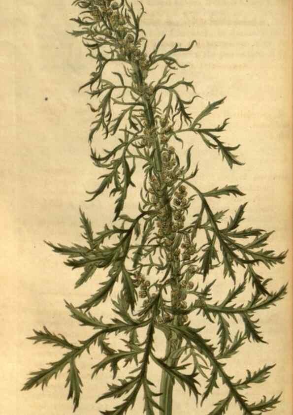 Reproducción/Reproduction 34403448464: Curtis's botanical magazine.. London ; New York [etc.] :Academic Press [etc.]