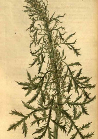 Reproducción/Reproduction 34403448464: Curtis's botanical magazine.. London ; New York [etc.] :Academic Press [etc.]