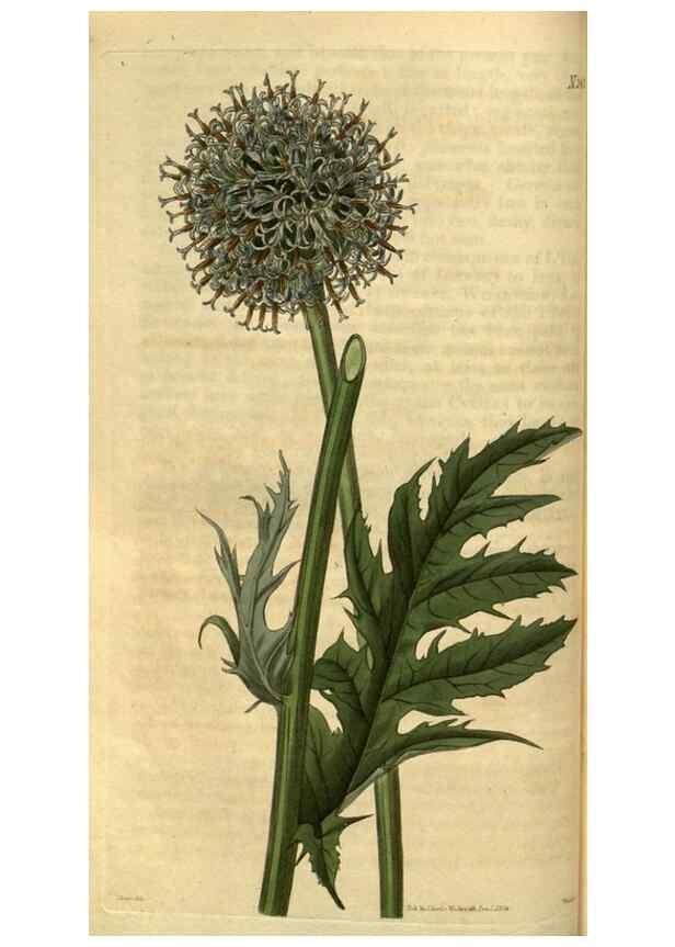 Reproducción/Reproduction 35247346715: Curtis's botanical magazine.. London ; New York [etc.] :Academic Press [etc.]