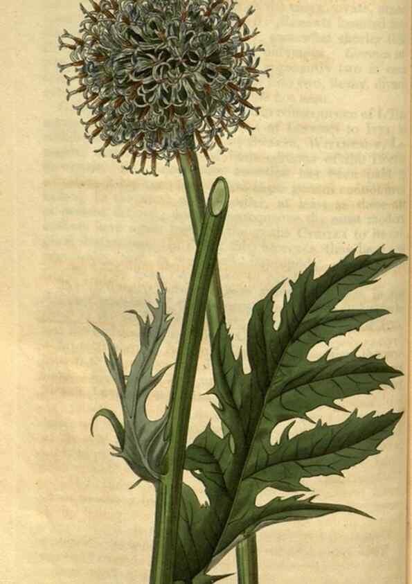 Reproducción/Reproduction 35247346715: Curtis's botanical magazine.. London ; New York [etc.] :Academic Press [etc.]
