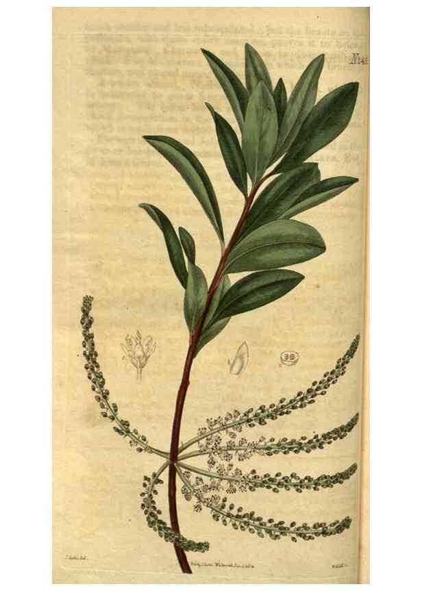 Reproducción/Reproduction 35247343755: Curtis's botanical magazine.. London ; New York [etc.] :Academic Press [etc.]