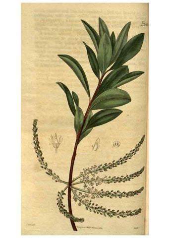 Reproducción/Reproduction 35247343755: Curtis's botanical magazine.. London ; New York [etc.] :Academic Press [etc.]