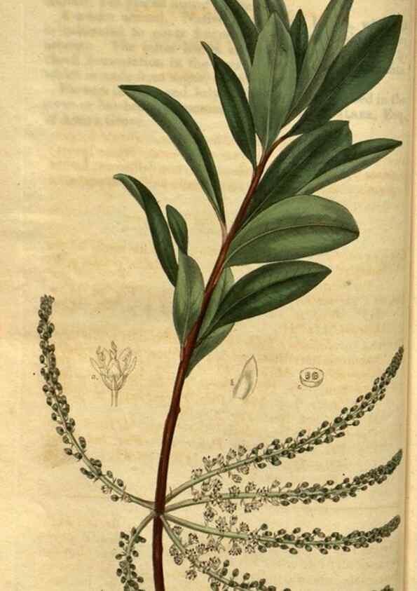 Reproducción/Reproduction 35247343755: Curtis's botanical magazine.. London ; New York [etc.] :Academic Press [etc.]