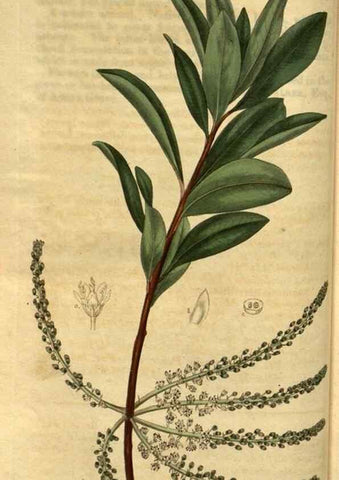 Reproducción/Reproduction 35247343755: Curtis's botanical magazine.. London ; New York [etc.] :Academic Press [etc.]