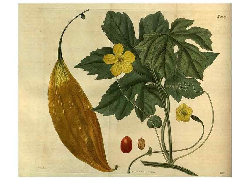 Reproducción/Reproduction 35247340545: Curtis's botanical magazine.. London ; New York [etc.] :Academic Press [etc.]