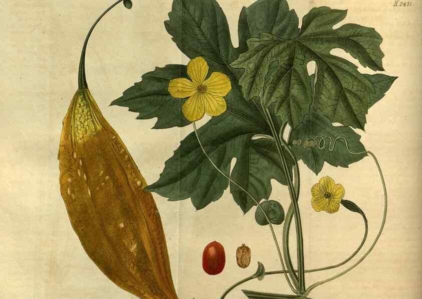Reproducción/Reproduction 35247340545: Curtis's botanical magazine.. London ; New York [etc.] :Academic Press [etc.]
