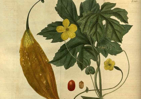 Reproducción/Reproduction 35247340545: Curtis's botanical magazine.. London ; New York [etc.] :Academic Press [etc.]