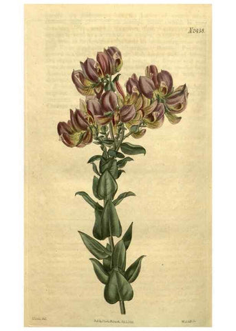 Reproducción/Reproduction 34804209380: Curtis's botanical magazine.. London ; New York [etc.] :Academic Press [etc.]