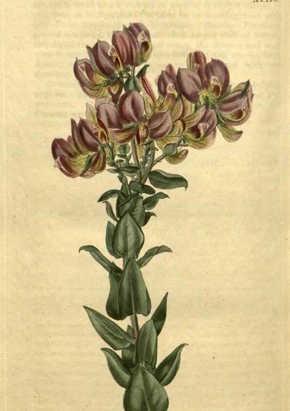 Reproducción/Reproduction 34804209380: Curtis's botanical magazine.. London ; New York [etc.] :Academic Press [etc.]