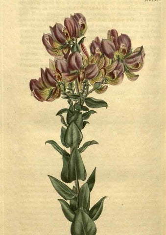 Reproducción/Reproduction 34804209380: Curtis's botanical magazine.. London ; New York [etc.] :Academic Press [etc.]
