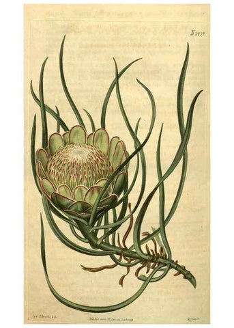 Reproducción/Reproduction 34346172804: Curtis's botanical magazine.. London ; New York [etc.] :Academic Press [etc.]