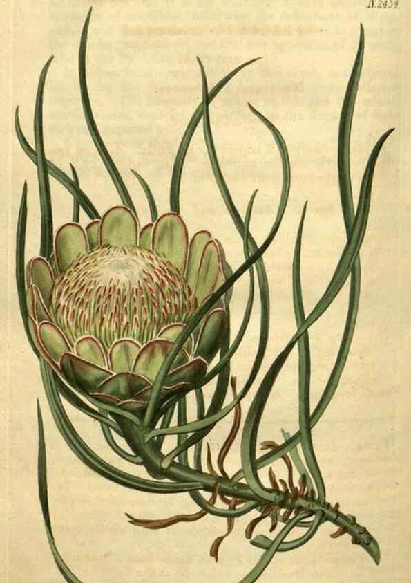 Reproducción/Reproduction 34346172804: Curtis's botanical magazine.. London ; New York [etc.] :Academic Press [etc.]
