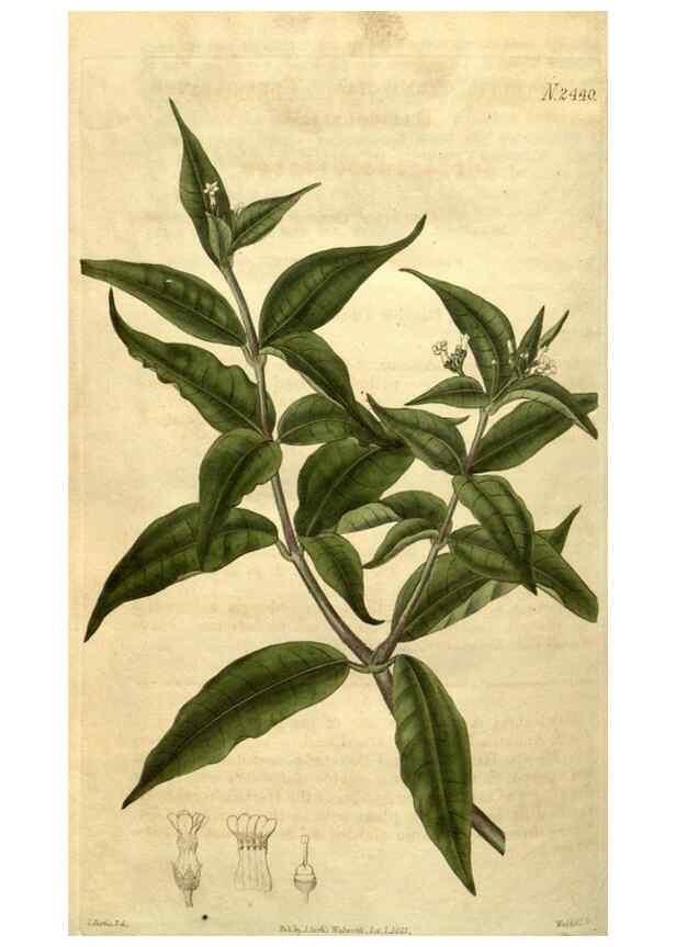Reproducción/Reproduction 35190790125: Curtis's botanical magazine.. London ; New York [etc.] :Academic Press [etc.]