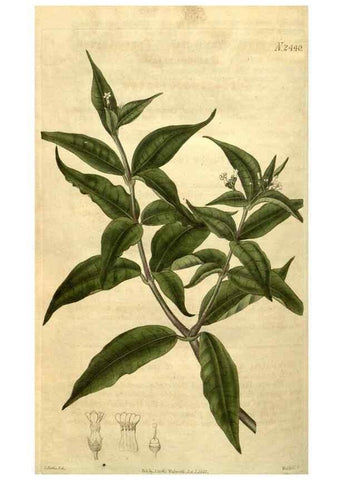 Reproducción/Reproduction 35190790125: Curtis's botanical magazine.. London ; New York [etc.] :Academic Press [etc.]