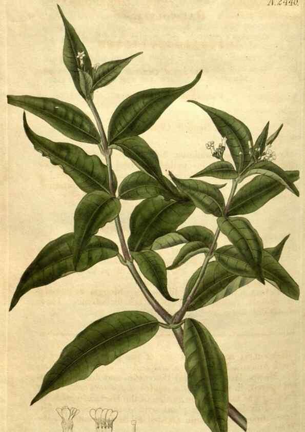Reproducción/Reproduction 35190790125: Curtis's botanical magazine.. London ; New York [etc.] :Academic Press [etc.]