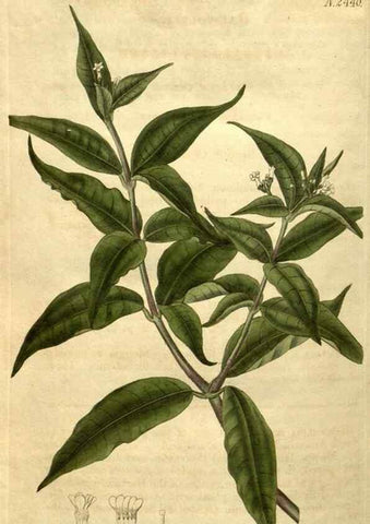 Reproducción/Reproduction 35190790125: Curtis's botanical magazine.. London ; New York [etc.] :Academic Press [etc.]