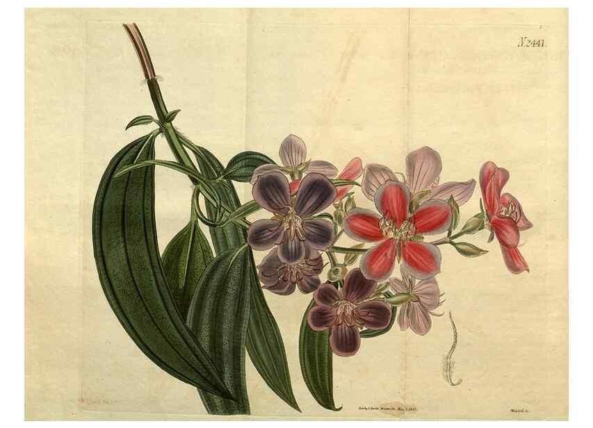 Reproducción/Reproduction 35082090442: Curtis's botanical magazine.. London ; New York [etc.] :Academic Press [etc.]