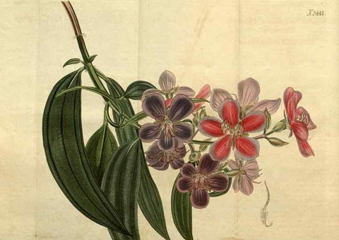 Reproducción/Reproduction 35082090442: Curtis's botanical magazine.. London ; New York [etc.] :Academic Press [etc.]
