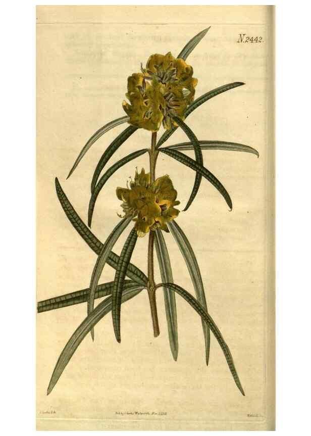 Reproducción/Reproduction 35117579581: Curtis's botanical magazine.. London ; New York [etc.] :Academic Press [etc.]