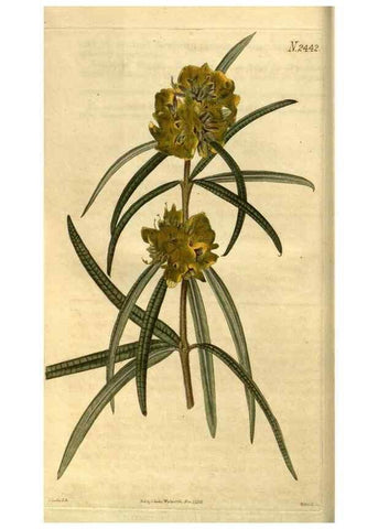 Reproducción/Reproduction 35117579581: Curtis's botanical magazine.. London ; New York [etc.] :Academic Press [etc.]