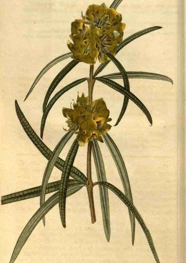 Reproducción/Reproduction 35117579581: Curtis's botanical magazine.. London ; New York [etc.] :Academic Press [etc.]