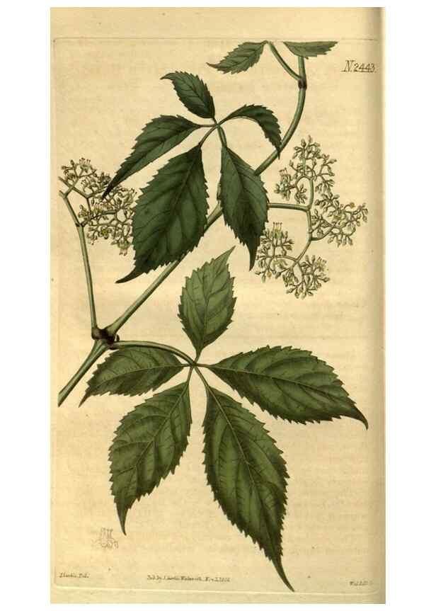Reproducción/Reproduction 35082095822: Curtis's botanical magazine.. London ; New York [etc.] :Academic Press [etc.]