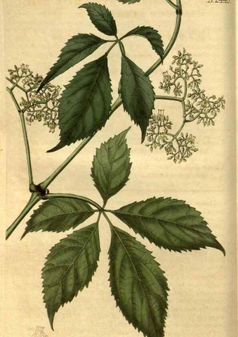 Reproducción/Reproduction 35082095822: Curtis's botanical magazine.. London ; New York [etc.] :Academic Press [etc.]