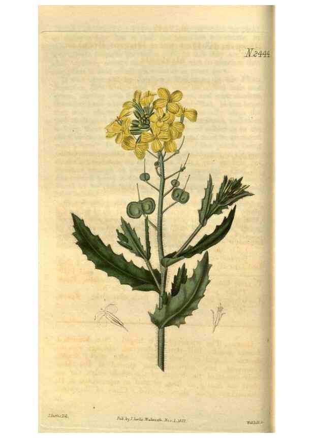 Reproducción/Reproduction 35117584821: Curtis's botanical magazine.. London ; New York [etc.] :Academic Press [etc.]