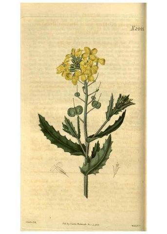 Reproducción/Reproduction 35117584821: Curtis's botanical magazine.. London ; New York [etc.] :Academic Press [etc.]